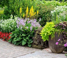 Belles plantes vivaces pour le jardin : les meilleures pour votre terrain