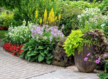 Belles plantes vivaces pour le jardin : les meilleures pour votre terrain