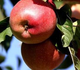 Le pommier Moscow Beauty : caractéristiques de la variété et entretien