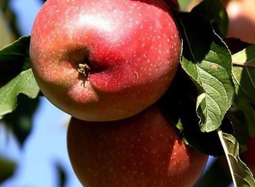 Le pommier Moscow Beauty : caractéristiques de la variété et entretien