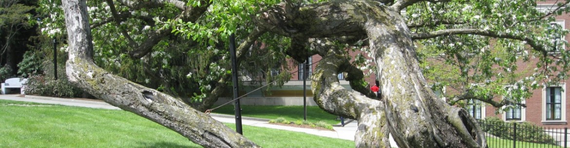 Fabriquer soi-même des supports pour pommiers : les meilleures options pour se protéger des échardes