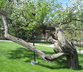 Fabriquer soi-même des supports pour pommiers : les meilleures options pour se protéger des échardes