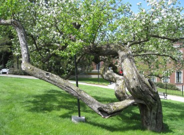 Fabriquer soi-même des supports pour pommiers : les meilleures options pour se protéger des échardes