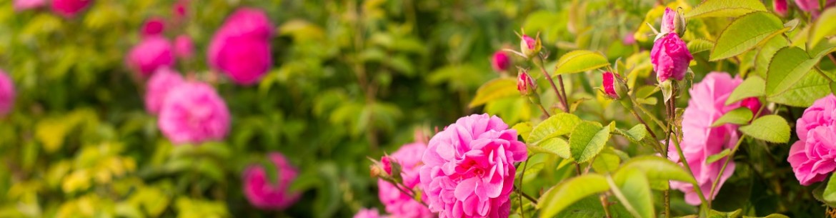 Quelles fleurs dois-je planter au printemps pour qu'elles fleurissent tout l'été jusqu'à l'automne ?