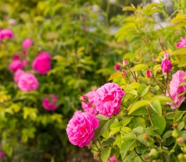 Quelles fleurs dois-je planter au printemps pour qu'elles fleurissent tout l'été jusqu'à l'automne ?