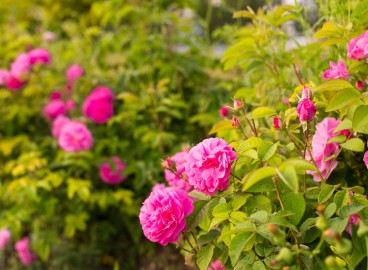 Quelles fleurs dois-je planter au printemps pour qu'elles fleurissent tout l'été jusqu'à l'automne ?