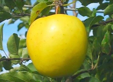 Pommier Golden Vladimir : caractéristiques de la variété et entretien