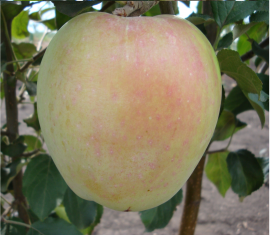 Pommier « Mémoire de Yesaul » : caractéristiques de la variété et entretien