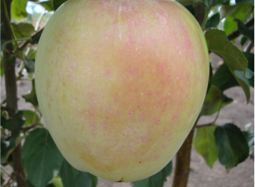 Pommier « Mémoire de Yesaul » : caractéristiques de la variété et entretien