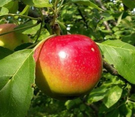 Pommier Quinti : caractéristiques de la variété et entretien