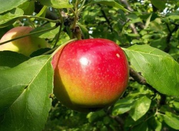 Pommier Quinti : caractéristiques de la variété et entretien