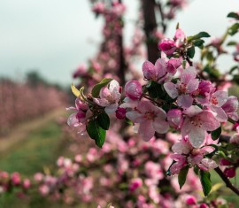 Taille d'un pommier colonnaire : schéma et règles de mise en forme pour débutants