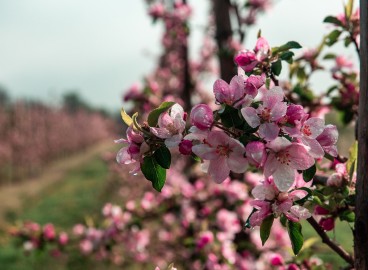 Taille d'un pommier colonnaire : schéma et règles de mise en forme pour débutants