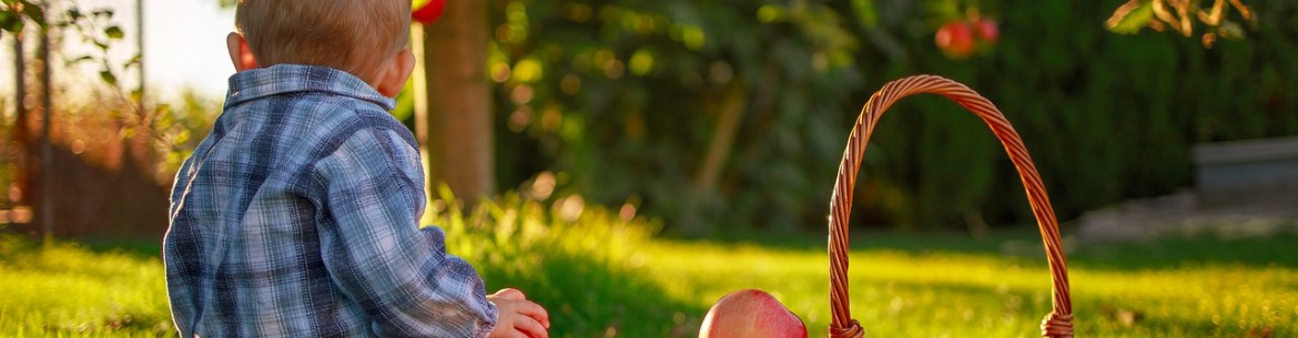 Quand cueillir les pommes pour les conserver pour l'hiver