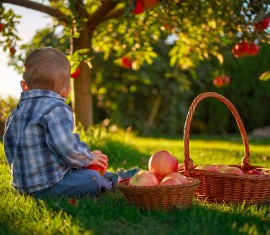 Quand cueillir les pommes pour les conserver pour l'hiver