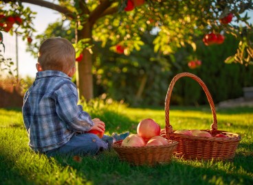 Quand cueillir les pommes pour les conserver pour l'hiver