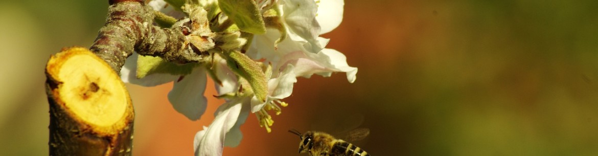 Soins des pommiers tout au long de l'année : les secrets d'une bonne récolte