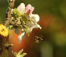 Soins des pommiers tout au long de l'année : les secrets d'une bonne récolte