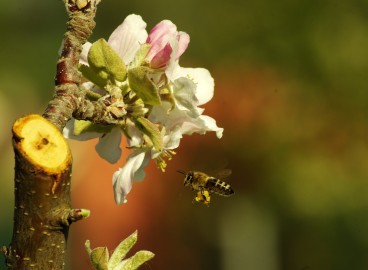 Soins des pommiers tout au long de l'année : les secrets d'une bonne récolte
