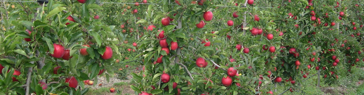 Entretien des pommiers colonnaires : règles de fertilisation, de taille et d’arrosage