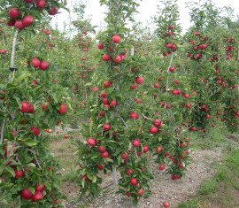 Entretien des pommiers colonnaires : règles de fertilisation, de taille et d’arrosage