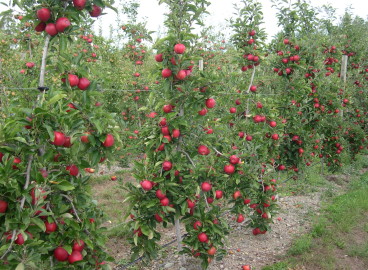 Entretien des pommiers colonnaires : règles de fertilisation, de taille et d’arrosage
