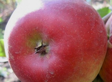 Pommier Raika : caractéristiques de la variété et entretien