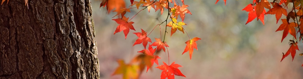 Comment se débarrasser définitivement des érables sur sa propriété