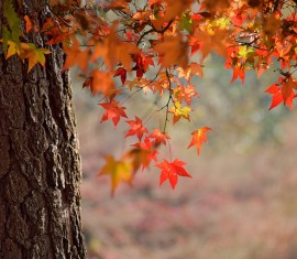 Comment se débarrasser définitivement des érables sur sa propriété