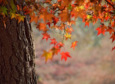 Comment se débarrasser définitivement des érables sur sa propriété