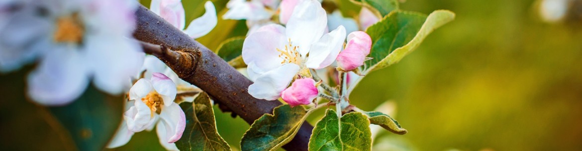 Pourquoi le pommier fleurit-il mais il n'y a pas de pommes ?