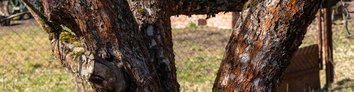 Comment soigner le tronc d'un pommier : identifier les causes et choisir les méthodes de traitement