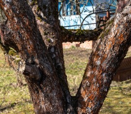 Comment soigner le tronc d'un pommier : identifier les causes et choisir les méthodes de traitement