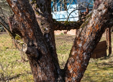 Comment soigner le tronc d'un pommier : identifier les causes et choisir les méthodes de traitement