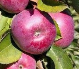 Pommier Carmelita : caractéristiques de la variété et entretien