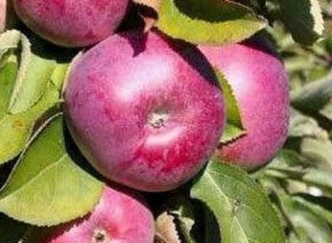 Pommier Carmelita : caractéristiques de la variété et entretien