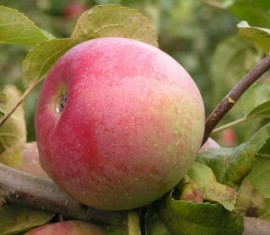 Pommier vétéran : caractéristiques de la variété et entretien