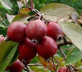 Pommier Makovetsky : caractéristiques de la variété et entretien