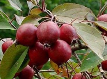 Pommier Makovetsky : caractéristiques de la variété et entretien