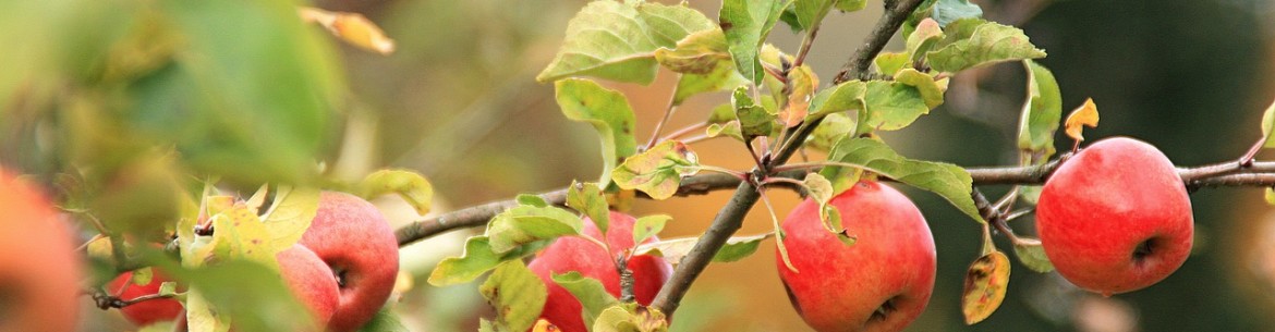Greffage du pommier : un guide détaillé pour les débutants