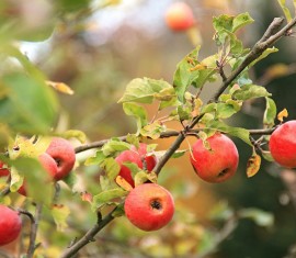 Greffage du pommier : un guide détaillé pour les débutants