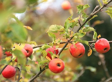 Greffage du pommier : un guide détaillé pour les débutants