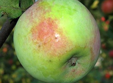 Pommier Martovskoye : caractéristiques de la variété et entretien