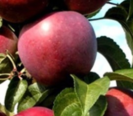 Pommier Chervonets : caractéristiques de la variété et entretien