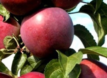 Pommier Chervonets : caractéristiques de la variété et entretien