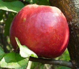 Pommier Nastenka : caractéristiques de la variété et entretien