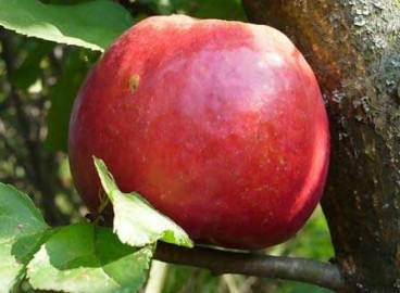 Pommier Nastenka : caractéristiques de la variété et entretien