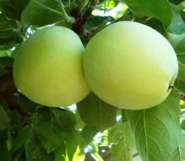 Pommier Slavyanka : caractéristiques de la variété et entretien