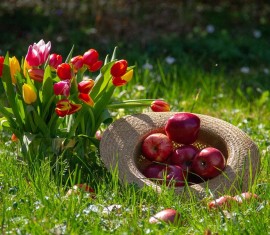 Les pommes et le diabète : les diabétiques peuvent-ils en manger ?