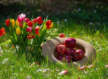 Les pommes et le diabète : les diabétiques peuvent-ils en manger ?